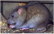 Phát hiện chuột cống mang virus gây suy thận ở TP</p alt=