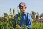 Báo động, người Trung Quốc thuê đất trồng "lúa lạ"