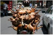 Báo Anh "sửng sốt" trước nghề kinh doanh thịt chó ở Việt Nam