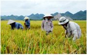 Giá gạo tăng, ai cũng lãi trừ nông dân