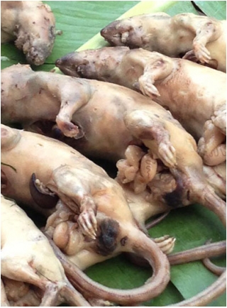 Khi chuột cống đã thành 