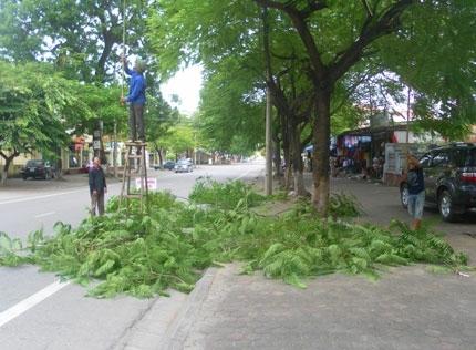 Ra nước ngoài học trồng cây xanh, sao lại cười? - 0