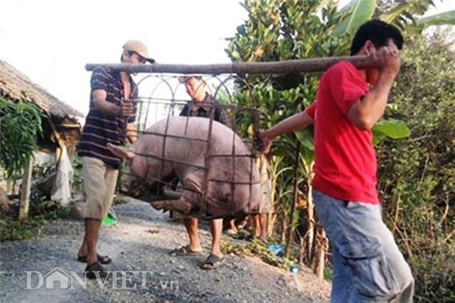 Bị thương lái Trung Quốc lừa, nông dân khóc vì lợn siêu mỡ - 0