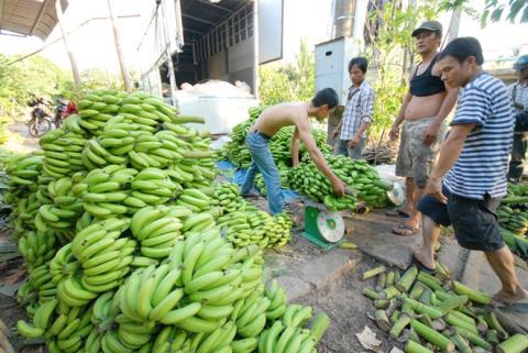 Toàn cầu khủng hoảng chuối: Tâm tư chuối Việt - 0