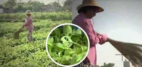 Phóng viên VTV3 xin lỗi vì dàn dựng clip dân quét chổi lên rau? - 0