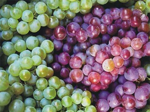 Mỗi ngày 100 tấn nho Tàu: Hà Nội toàn nho Mỹ - Úc - 1