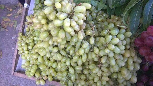 Mỗi ngày 100 tấn nho Tàu: Hà Nội toàn nho Mỹ - Úc - 2