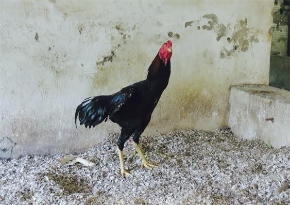 Ăn bẩn chơi sang: Nhậu bia độc thịt ôi, chơi vẹt ngàn đô - 2