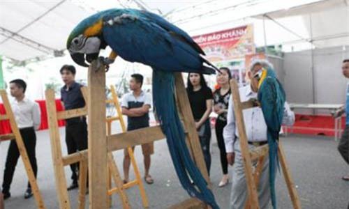 Ăn bẩn chơi sang: Nhậu bia độc thịt ôi, chơi vẹt ngàn đô - 3