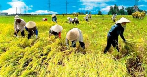 Gạo Việt Nam thua đau Myanmar: Sao không chịu... bán đắt? - 1