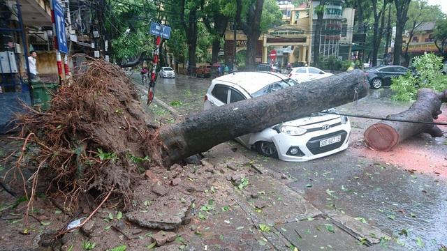 Nhà báo Trần Đăng Tuấn nói về hàng loạt cây xanh Hà Nội đổ sau bão - 0