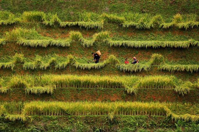 Việt Nam đẹp nao lòng trong loạt ảnh đoạt giải Di sản Việt Nam 2016 - 6