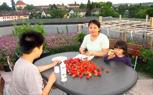 Stuttgart: Choáng với Thiên đường rau của quả của người Việt Nam - 12