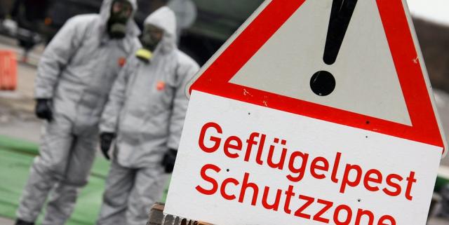 Đức tiêu hủy 21.000 con gia cầm nghi bị nhiễm virus cúm H5N8 - 0