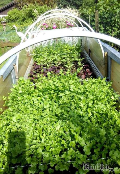 Vườn địa đàng đẹp như mơ chẳng thiếu cây gì của ông bố Việt ở Đức - 1