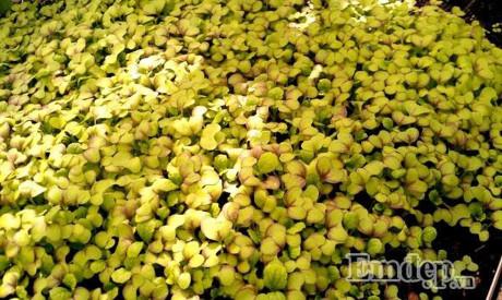 Vườn địa đàng đẹp như mơ chẳng thiếu cây gì của ông bố Việt ở Đức - 5