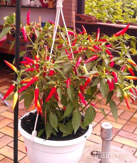 Vườn địa đàng đẹp như mơ chẳng thiếu cây gì của ông bố Việt ở Đức - 7
