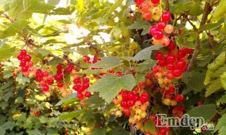 Vườn địa đàng đẹp như mơ chẳng thiếu cây gì của ông bố Việt ở Đức - 13