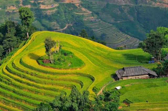 Ghé thăm ruộng bậc thang đẹp nhất thế giới ngay tại Việt Nam - 1