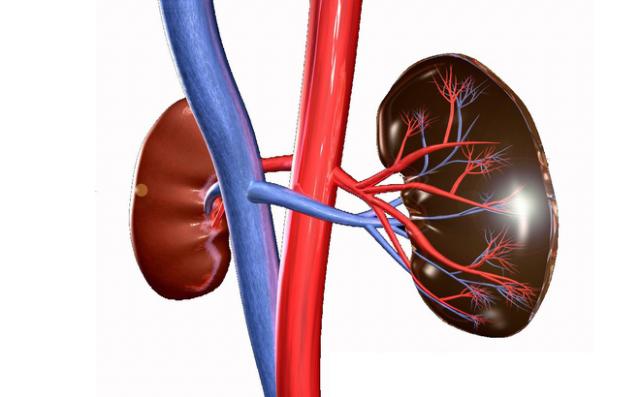 Cách kiểm tra xem có bị bệnh thận hay không: Chỉ mất 1 phút và 1 ly nước sạch - 1