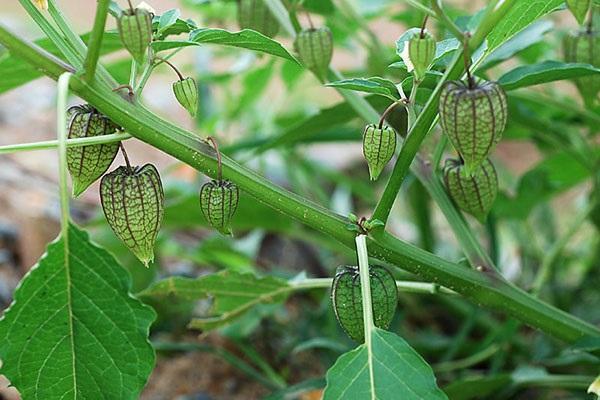 400 triệu không cứu nổi lá gan chịu chết, vậy mà dùng cây thù lù lại có hiệu quả - 0