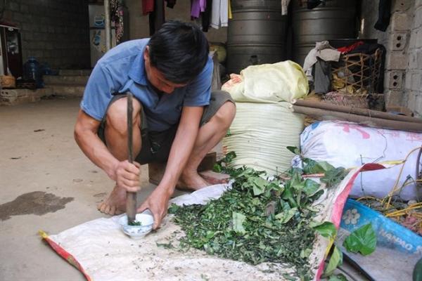 Bài thuốc ‘3 lá rau rừng’ cứu sống hàng nghìn mạng người - 0