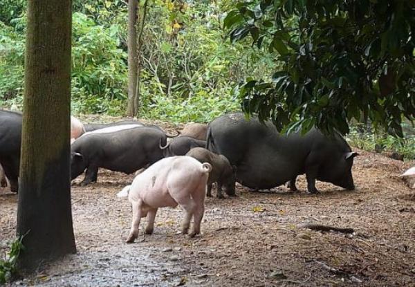 ‘Khoái khẩu’ với món tiết canh, coi chừng mất oan Tết này - 1