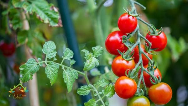 25 lợi ích kỳ diệu khi bạn ăn 1 quả cà chua mỗi ngày - 4