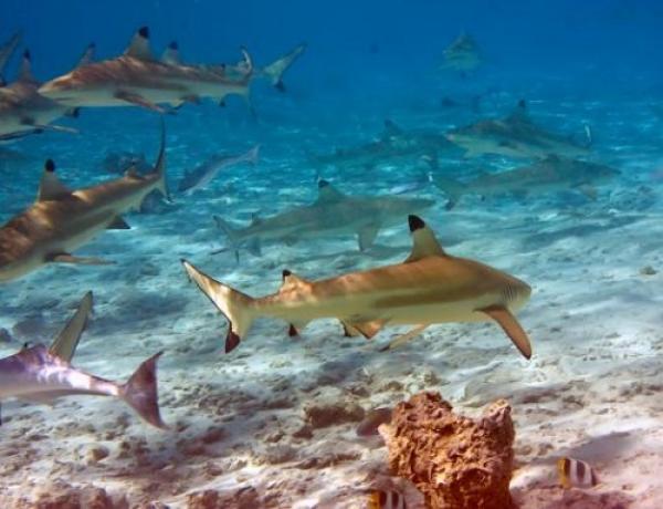 10 lý do nên du lịch thiên đường biển đảo Maldives một lần trong đời - 8