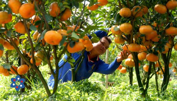 Nghề nông giúp người Việt làm giàu tại Mỹ - 3