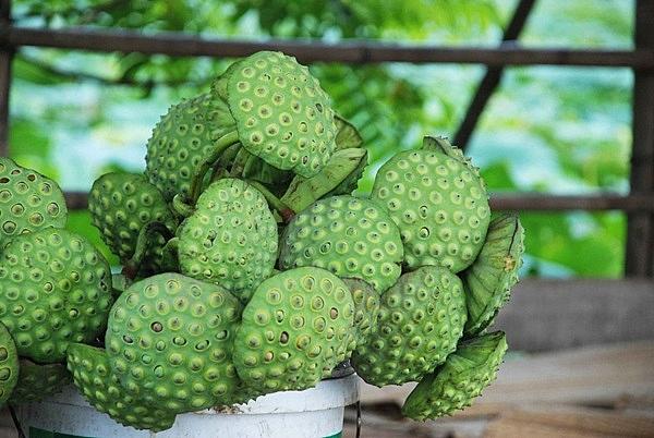 Thanh nhiệt, thải độc, ngừa tiểu đường hiệu quả nhờ các bài thuốc từ cây sen - 6