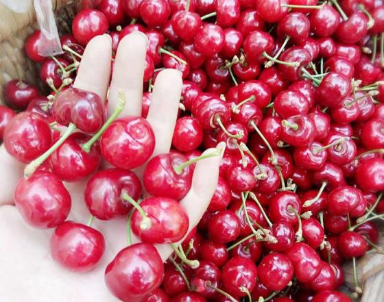 42 2 Su That Kinh Khung Ve Nhung Thung Cherry My Ban Tran Lan Tren Mang Khien Ai Cung Soc