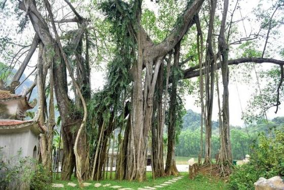 42 5 Ky La Cay Da Di Chuyen O Ninh Binh