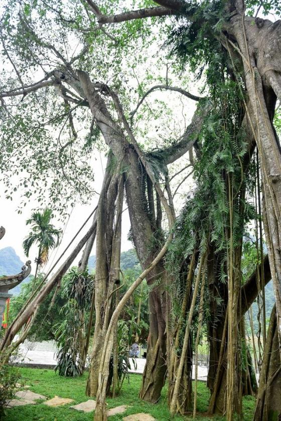 42 7 Ky La Cay Da Di Chuyen O Ninh Binh