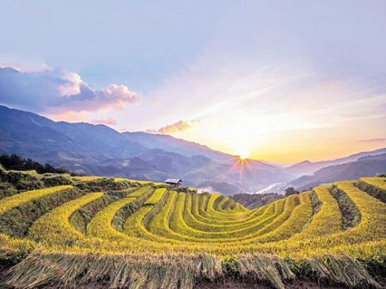 42 3 Mu Cang Chai Thung Lung Binh Yen Thom Huong Lua