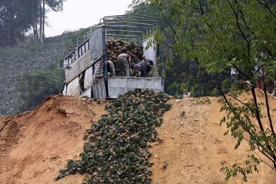 42 3 Hang Tram Tan Dua O Lao Cai Dung Truoc Nguy Co Vut Cho Trau Bo An