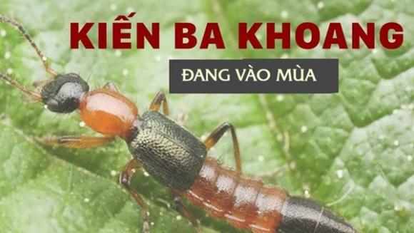 42 1 Doc To Cua Kien Ba Khoang Manh Gap 12 15 Lan Ran Ho Mang Nhan Biet Kien Ba Khoang Va Phong Tranh Chat Doc Cua Chung Dinh Vao Da