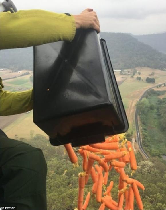 42 2 Uc Dung May Bay Tha Mua Khoai Lang Va Ca Rot Cuu Dong Vat Bi Doi Trong Chay Rung