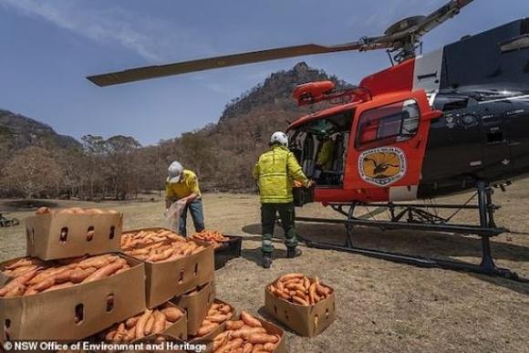 42 4 Uc Dung May Bay Tha Mua Khoai Lang Va Ca Rot Cuu Dong Vat Bi Doi Trong Chay Rung
