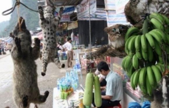 42 1 Virus Corona Hoi Chuong Canh Tinh Tu Nan San Bat Va Tieu Thu Dong Vat Hoang Da