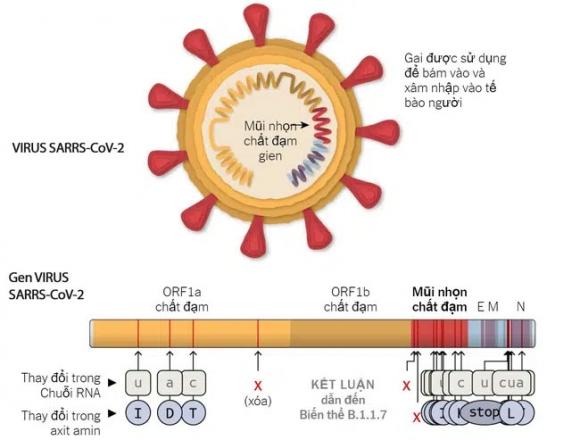 42 2 Bien The Virus Sars Cov 2 O Anh Co Ti Le Lay Nhiem 56 Cac Nuoc Uc Dan Mach Va Singapore Cung Da Phat Hien Ra Chung Nay