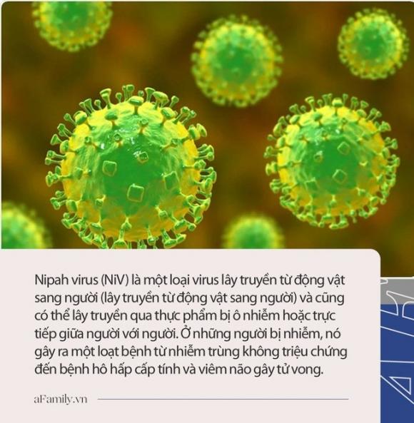 42 3 Virus Nipah Gay Phu Nao Duoc Canh Bao Co The La Dai Dich Tiep Theo Chua Co Vac Xin Phong Benh Va Co The U Benh Hon 1 Thang