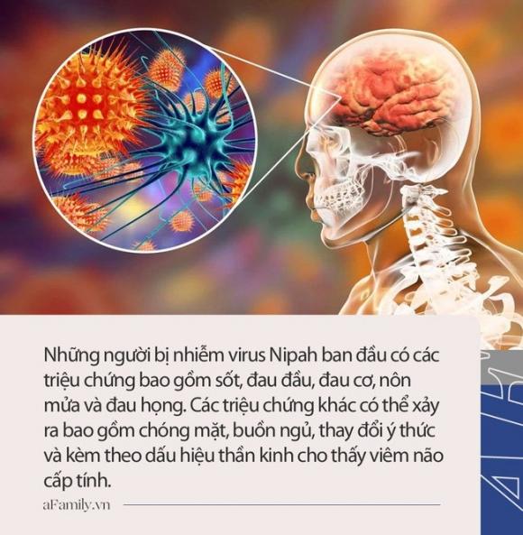 42 4 Virus Nipah Gay Phu Nao Duoc Canh Bao Co The La Dai Dich Tiep Theo Chua Co Vac Xin Phong Benh Va Co The U Benh Hon 1 Thang