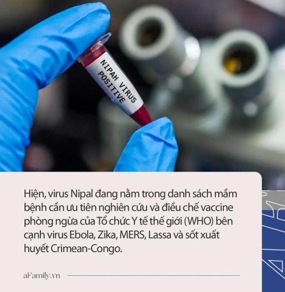 42 5 Virus Nipah Gay Phu Nao Duoc Canh Bao Co The La Dai Dich Tiep Theo Chua Co Vac Xin Phong Benh Va Co The U Benh Hon 1 Thang