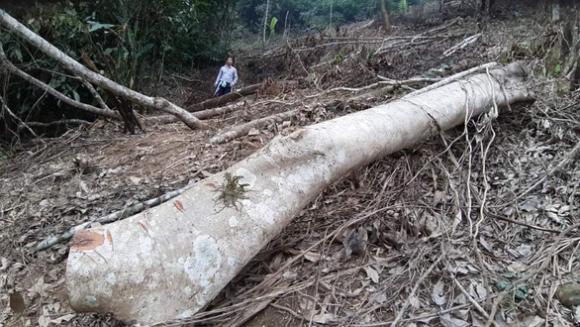 42 1 Phe Binh Giam Doc Canh Cao Nhieu Can Bo De Pha Rung Dac Dung Vuon Quoc Gia Xuan Son