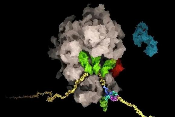 42 1 Gioi Khoa Hoc Thuy Si Tim Ra Tu Huyet Cua Virus Sars Cov 2