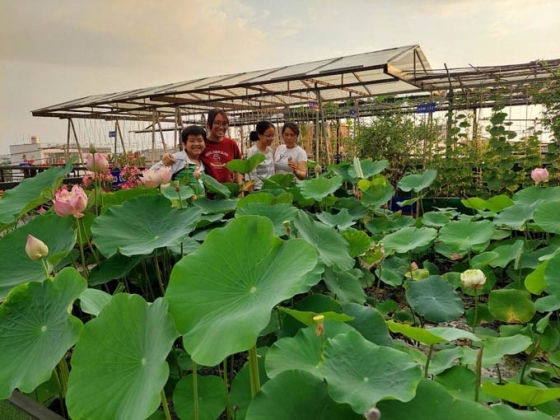 14 Trong Cay Nuoi Ga Tren Noc Nha Giup Gia Dinh Sai Gon Song Ung Dung Nhung Ngay Han Che Di Cho