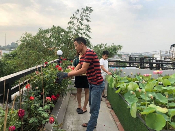 17 Trong Cay Nuoi Ga Tren Noc Nha Giup Gia Dinh Sai Gon Song Ung Dung Nhung Ngay Han Che Di Cho