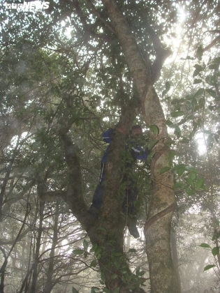 2 Bi An Tu Nhung Rung Che Shan Tuyet Ngan Nam Tuoi Tren Dinh Fansipan