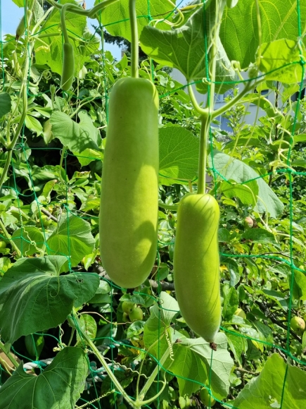 6 Rau Sieu Thi Dat Do Nguoi Phu Nu Goc Viet Bien Ban Cong Thanh Vuon O Chau Au